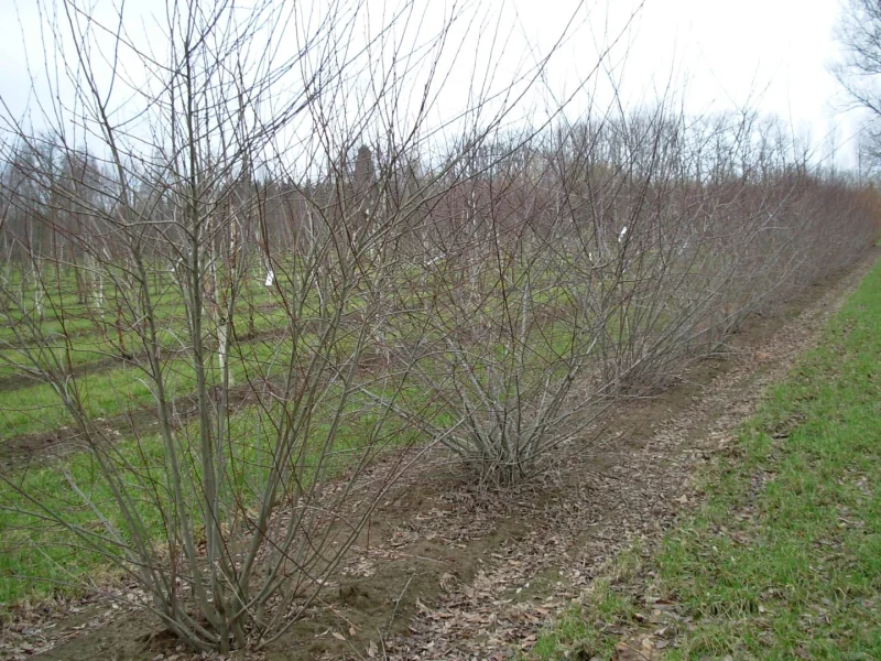 Salix Caprea Goat Willow Great Willow Pussy Willow Sallow Willow Van Den Berk Nurseries
