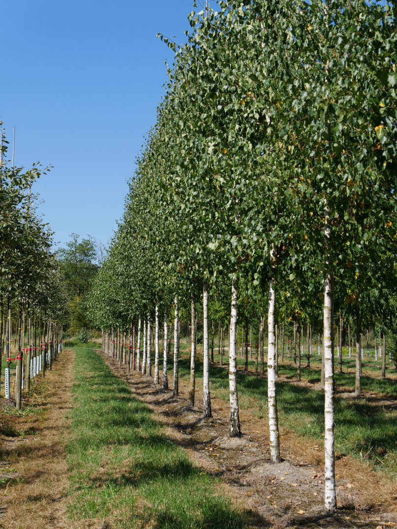 Betula Pendula Height Betula Pendula Silver Birch MSTN