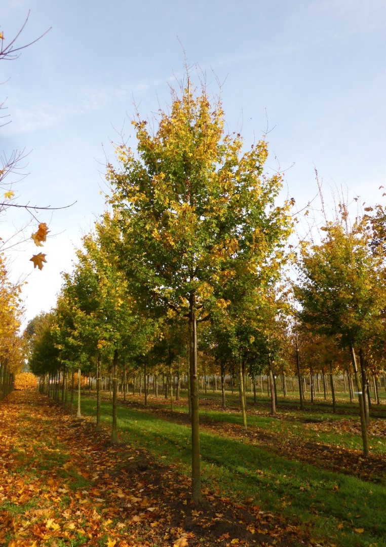 acer-campestre-elsrijk-acer-campestre-elsrijk-van-den-berk