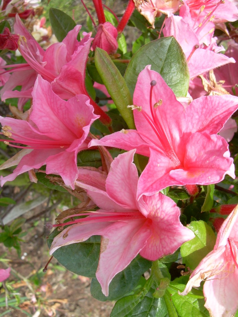 Rhododendron (AV) 'Rosata' Rhododendron (AV) 'Rosata' Van den Berk