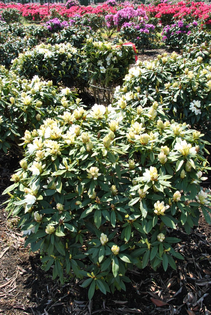 Азалич. Азалич. Гульфира юнусова. Азалич. Рододендрон саффрон.