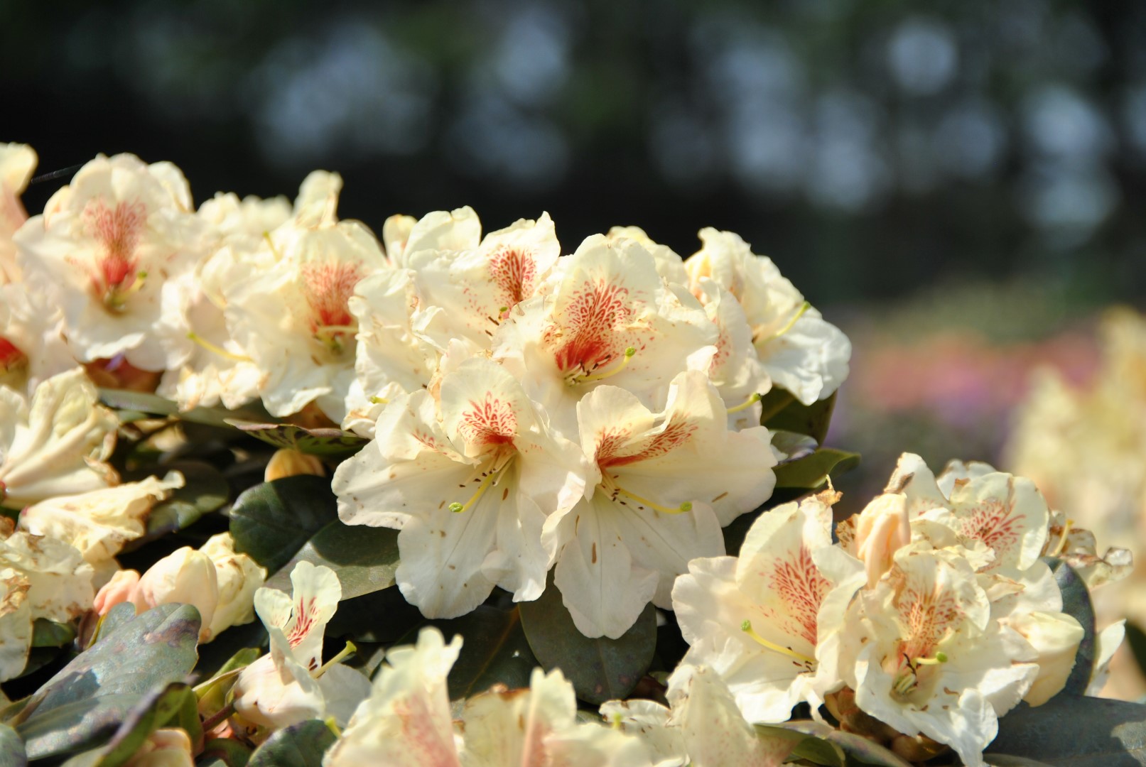Rhododendron 'Goldbukett' Rhododendron 'Goldbukett' Van den Berk