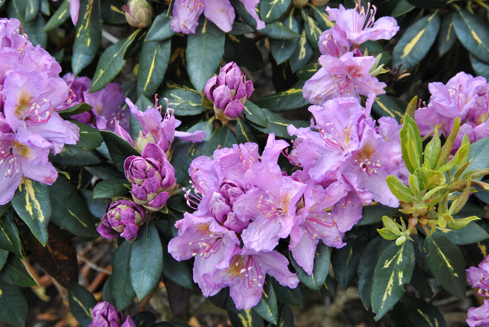 Rhododendron 'Goldflimmer' Rhododendron 'Goldflimmer' Van den Berk