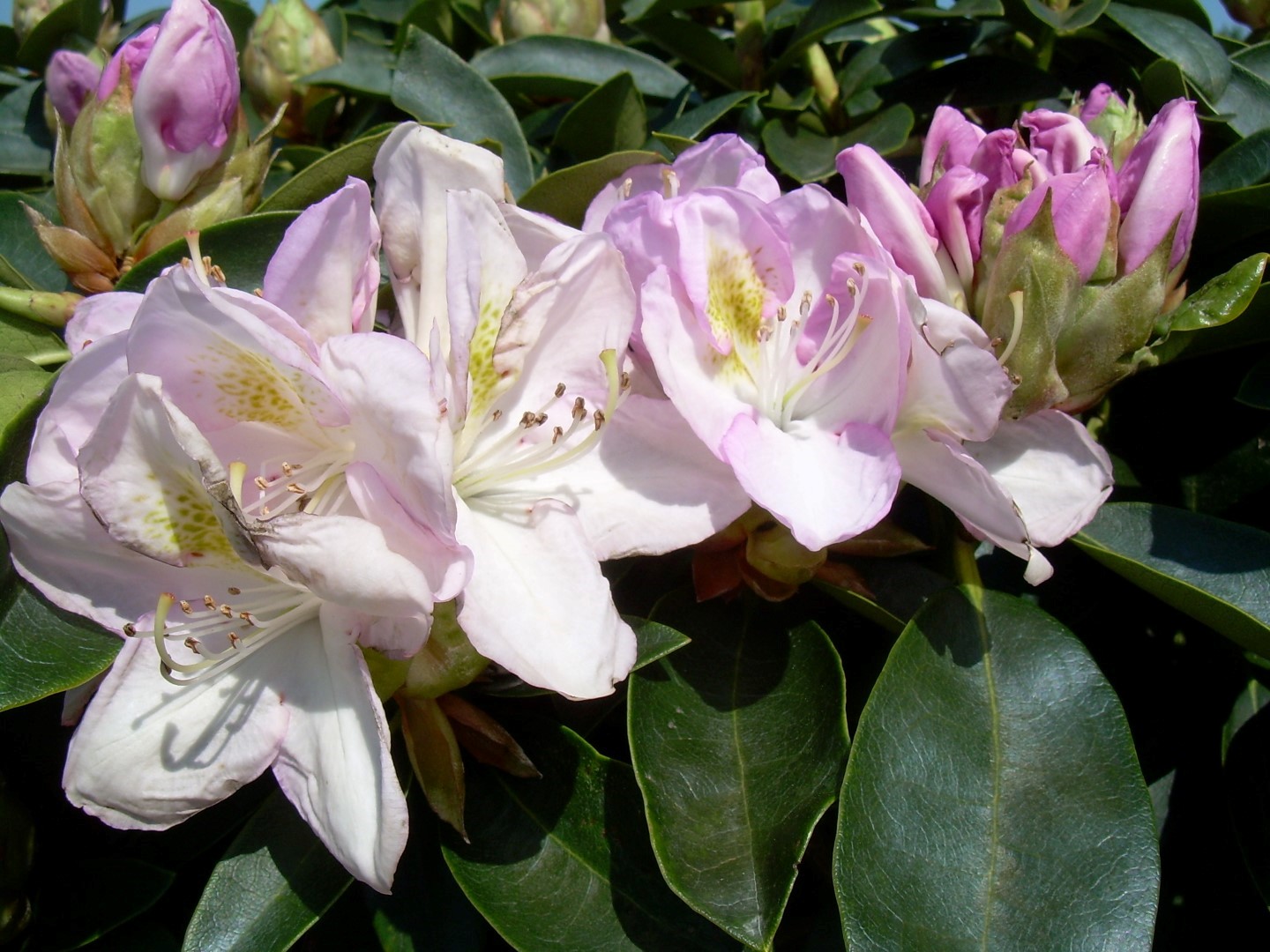 Rhododendron ‘Gomer Waterer’ | Rhododendron ‘Gomer Waterer’ - Van den