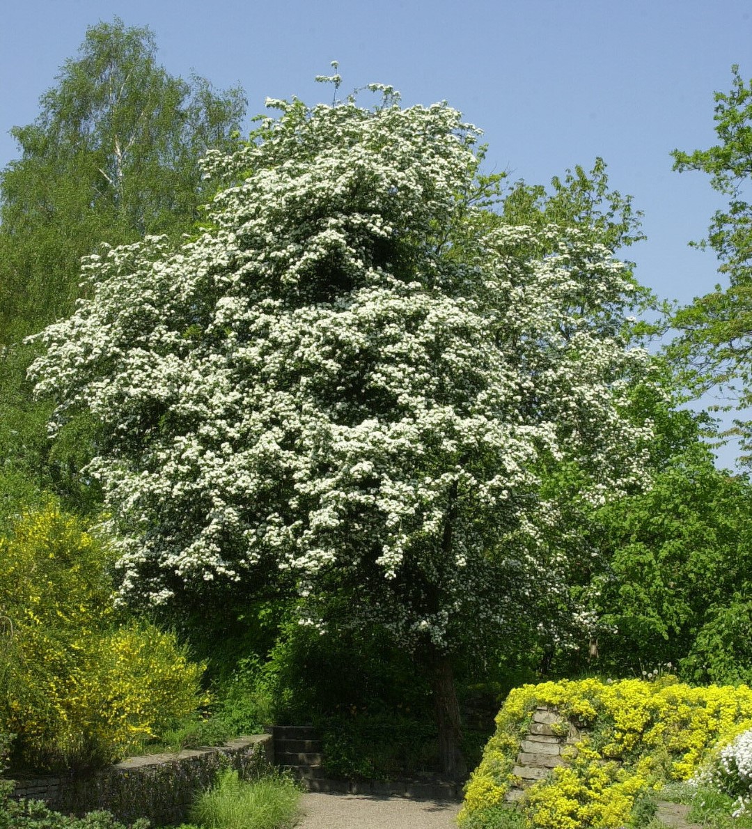 Crataegus Monogyna Common Hawthorn English Hawthorn Van Den Berk 