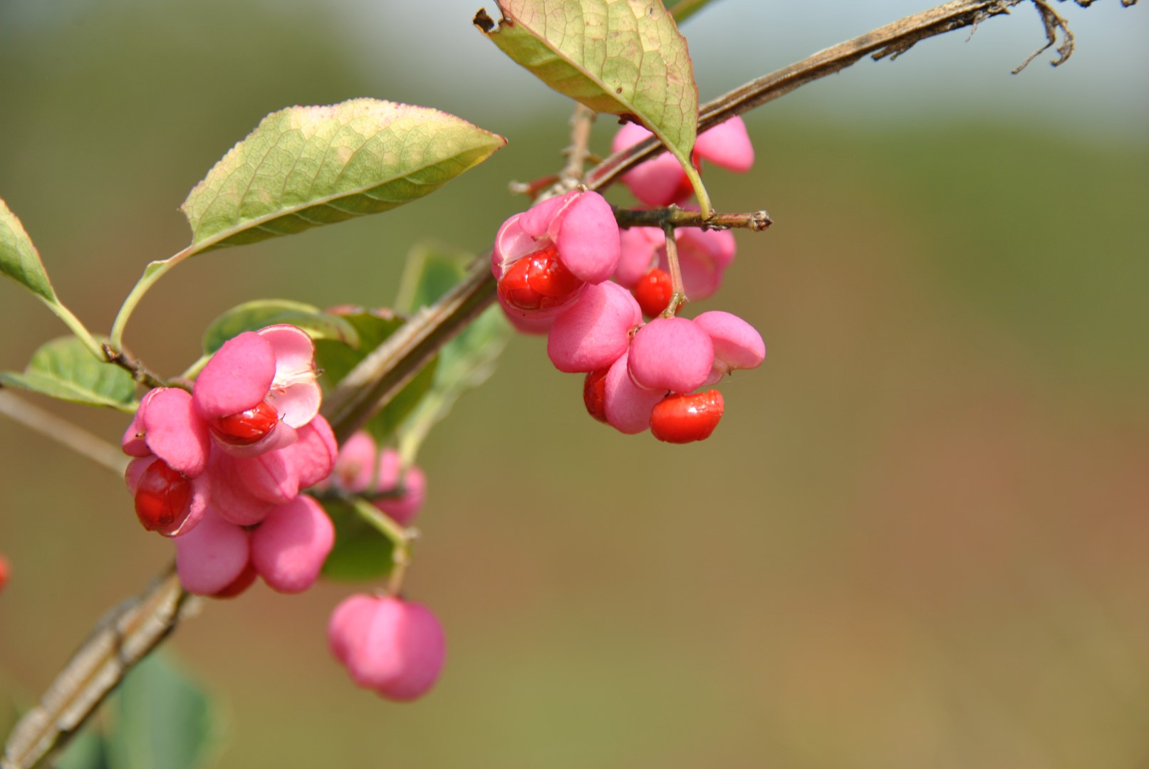 Euonymus Europaeus Common Spindle Tree Spindle Van Den Berk Nurseries Euonymus Europaeus Common Spindle Tree Spindle Van Den Berk Nurseries