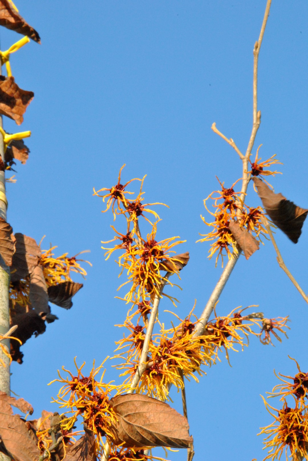 Hamamelis ×intermedia 'Jelena'  Hamamelis ×intermedia 'Jelena' - Van den  Berk Nurseries