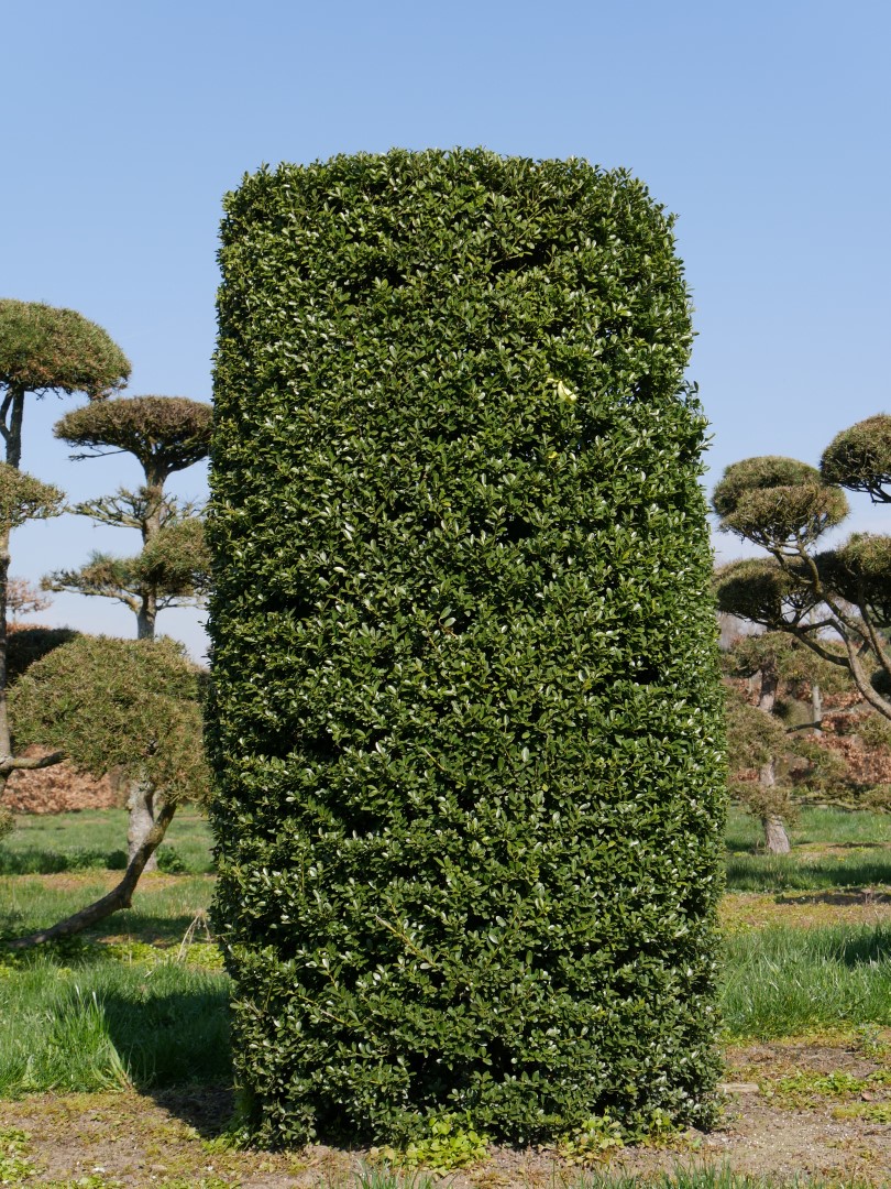 Ilex Crenata Ilex Crenata Van Den Berk Nurseries