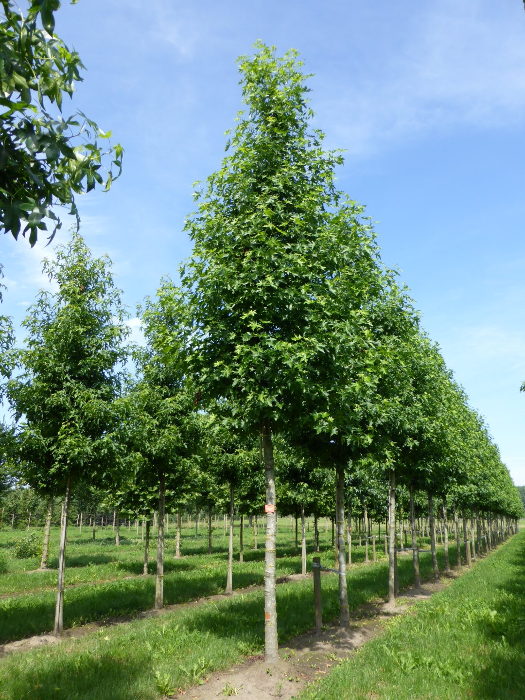 Liquidambar styraciflua 'Worplesdon' Liquidambar styraciflua