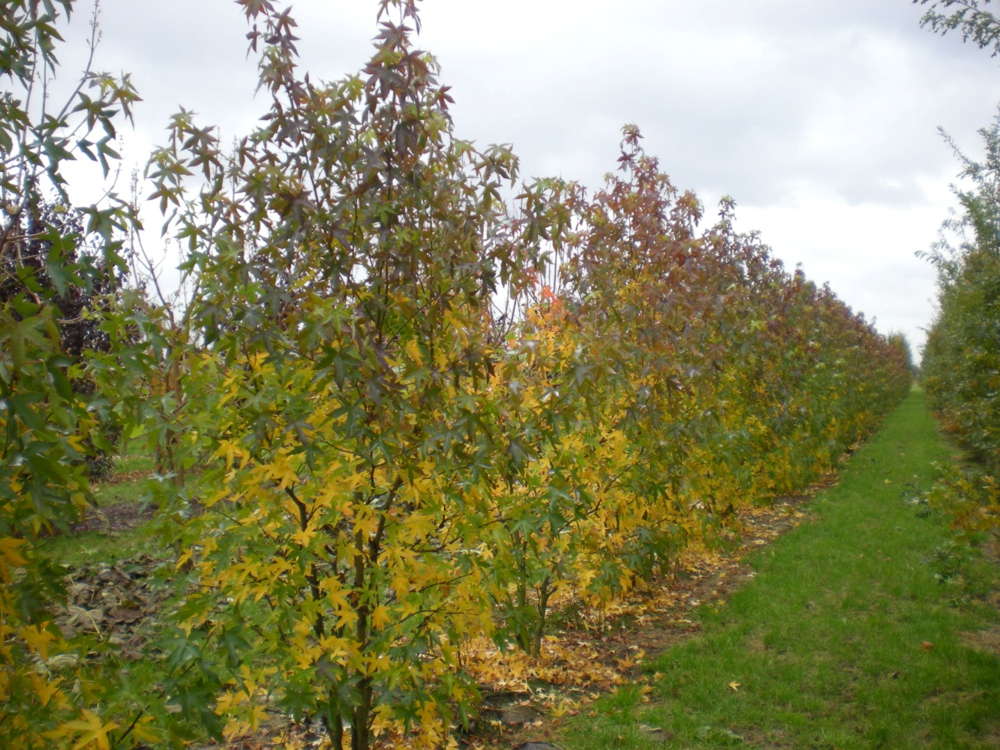 Liquidambar styraciflua 'Worplesdon' Liquidambar styraciflua