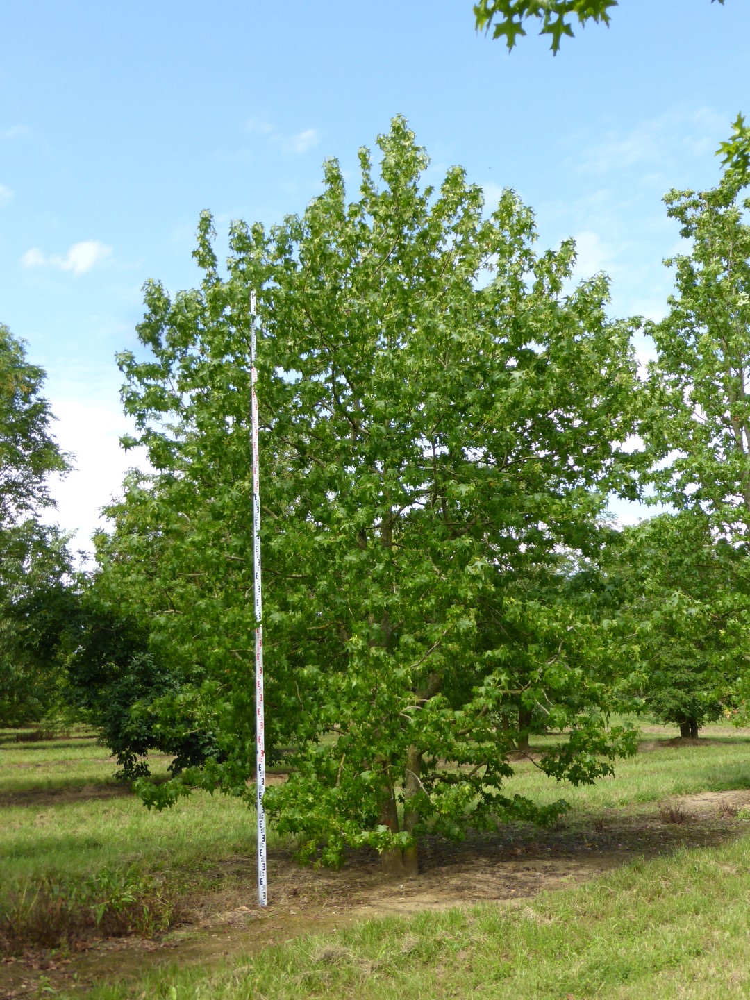 Liquidambar styraciflua 'Worplesdon' Liquidambar styraciflua