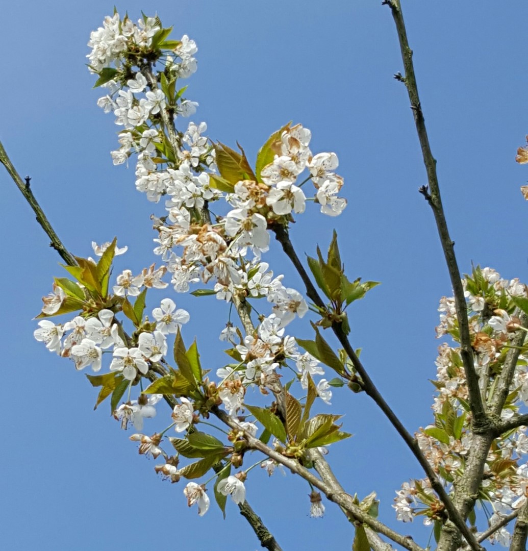 Cerisier Prunus Avium 'Bigarreau Napoleon' - Arbre Fruitier En Pot De 120 Cm, Floraison Blanche Avril-Mai, Hauteur Adulte 1,50m à 2m, Idéal Petits Jardins