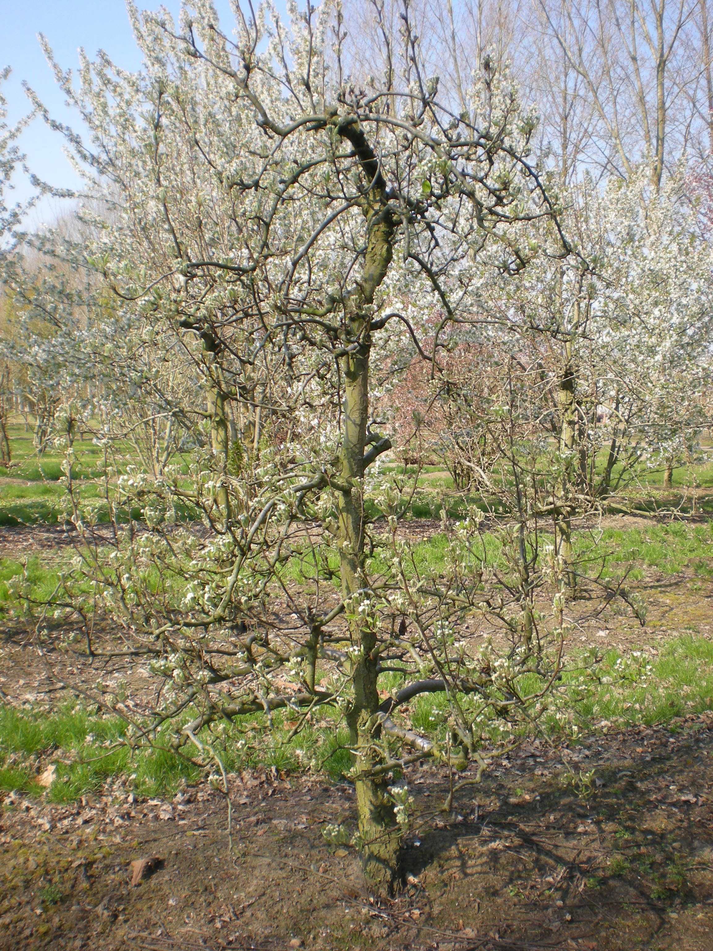 Pyrus communis 'Conference' | Pyrus communis 'Conference ...
