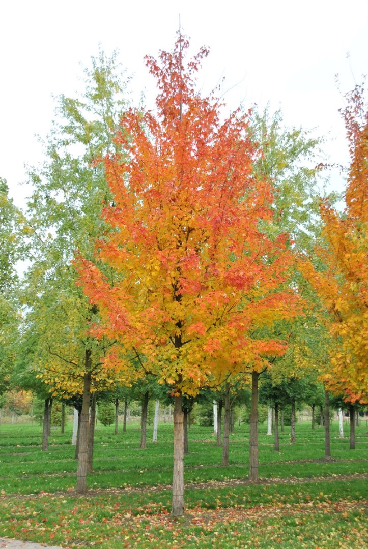 Buy Silver Maple Tree (Acer saccharinum), FREE SHIPPING, Wilson Bros  Gardens