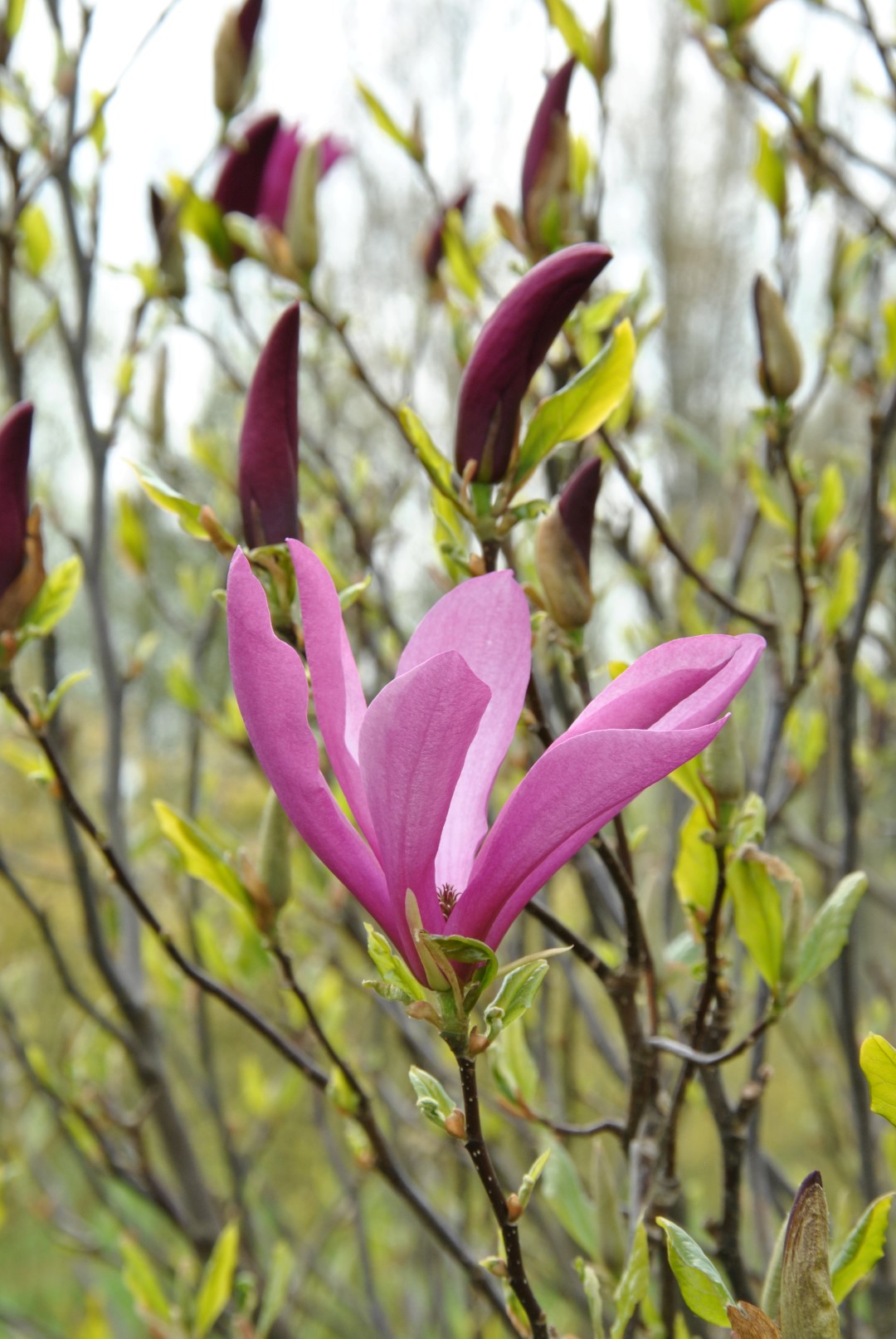 Magnolia 'Susan' Magnolia 'Susan' Van den Berk Nurseries