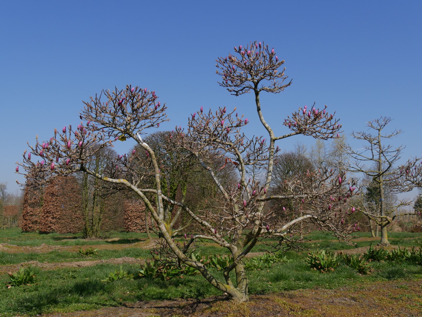 Magnolia Susan Plantation