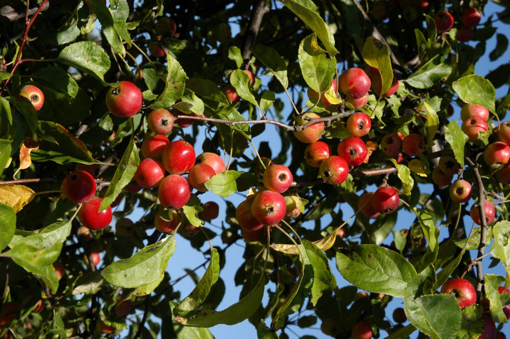 Malus 'Gorgeous' | Malus 'Gorgeous' - Van den Berk Nurseries