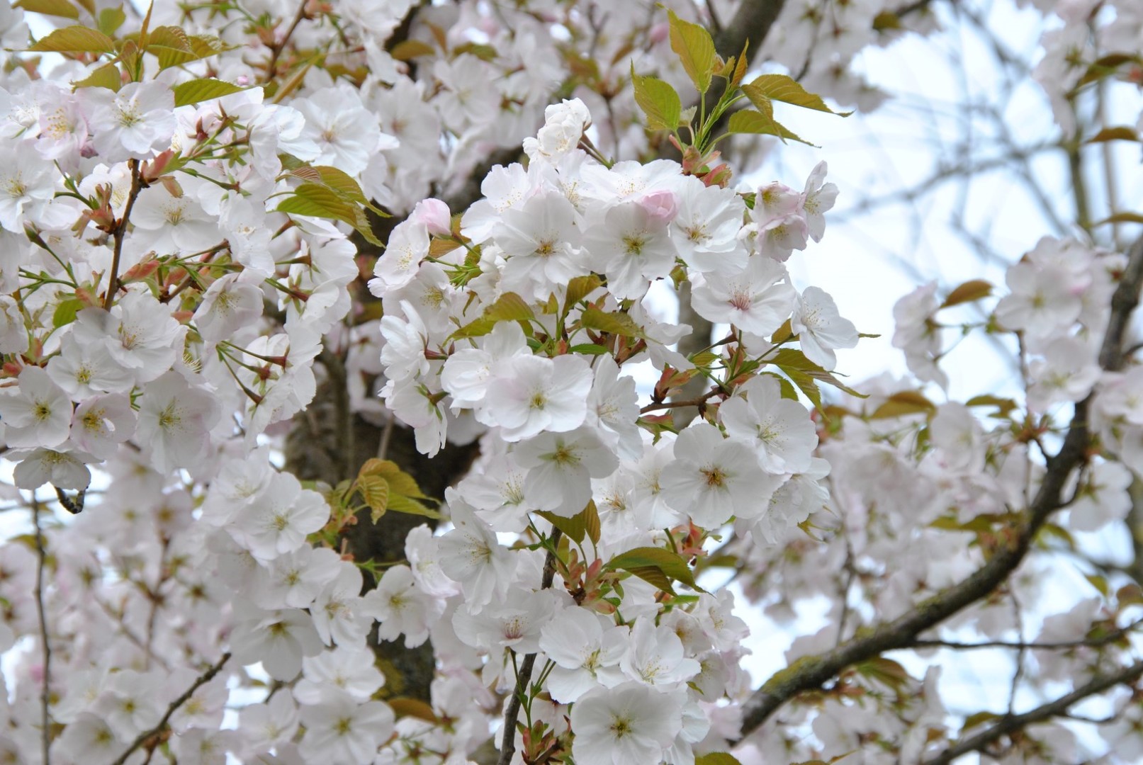 Prunus serrulata 'Sunset Boulevard' Prunus serrulata 'Sunset