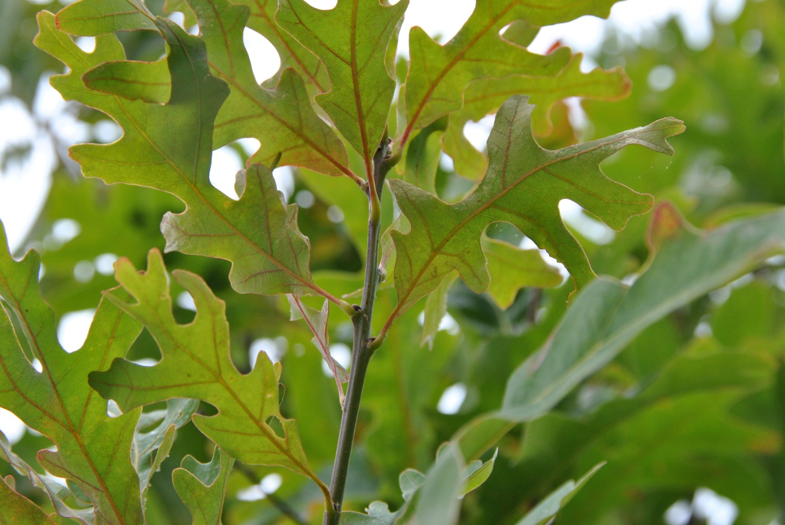 Water Oak Tree Seedlings For Sale (Quercus Nigra