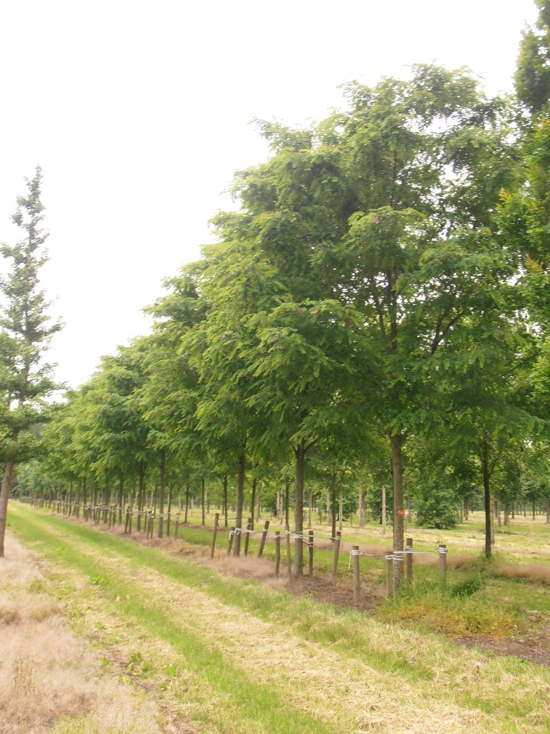 Robinia x margaretta ´Casque Rouge´, Schöner kleinkroniger …