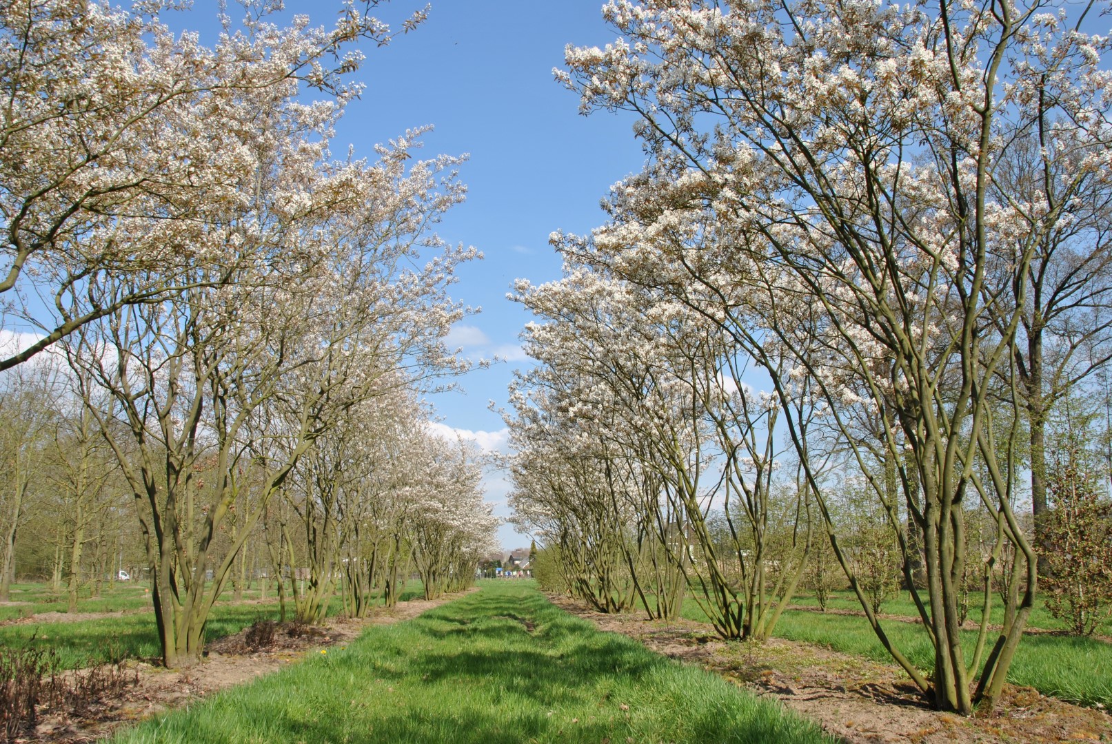 amelanchier