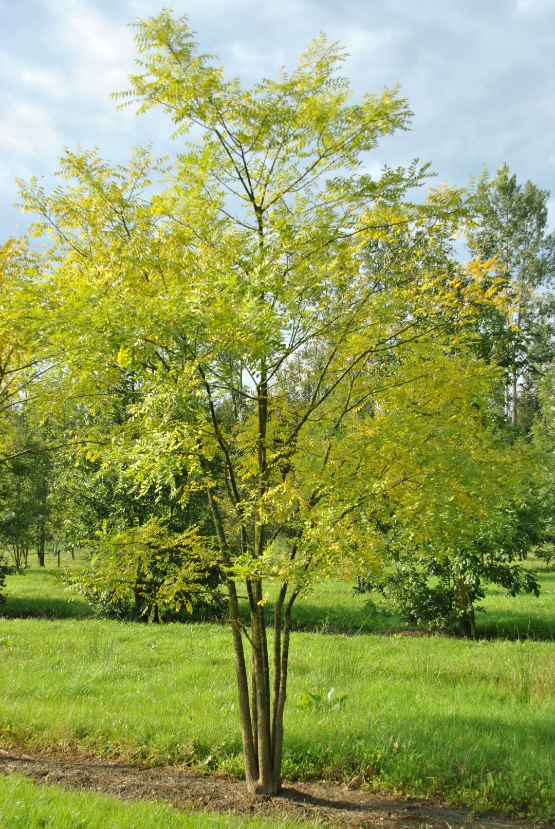 Styphnolobium japonicum 'Regent'  Japanischer Schnurbaum 'Regent