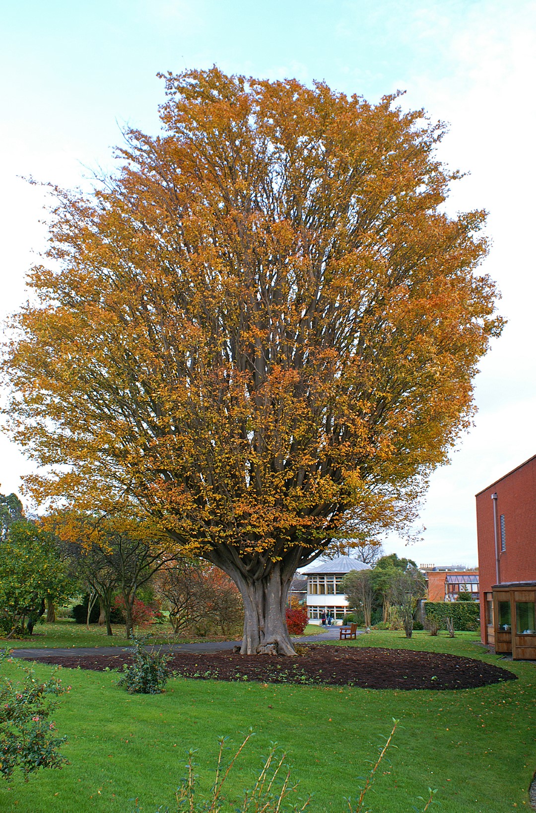 Zelkova carpinifolia Caucasian elm Van den Berk Nurseries