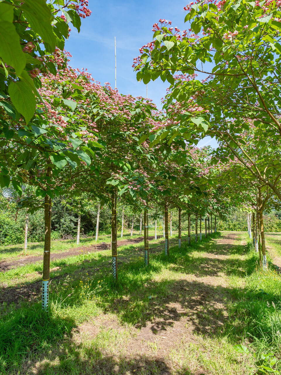 Chance Tree Clerodendrum trichotomum | Chance tree, Harlequin glory bowe - Van den ...