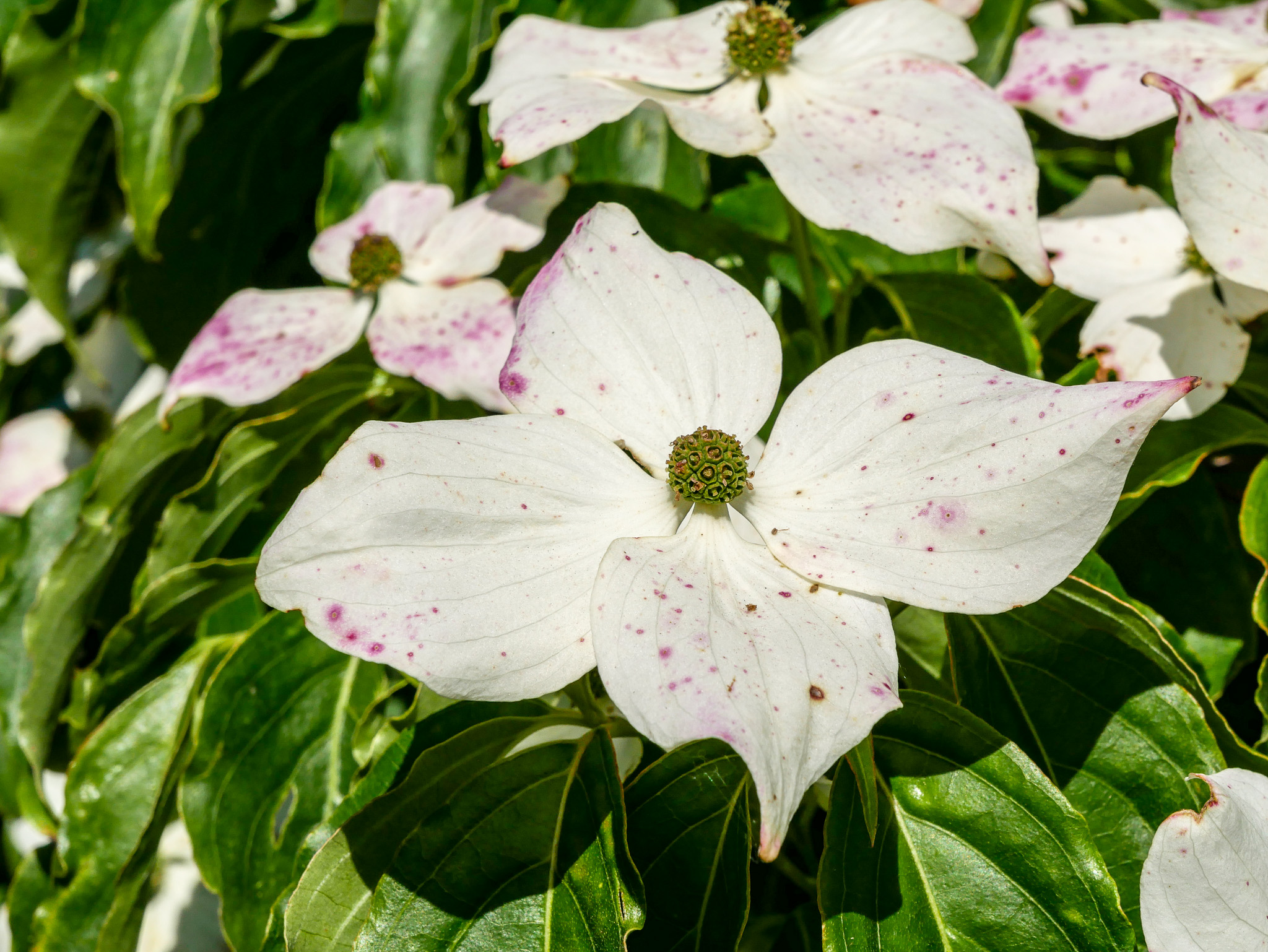 Cornus Kousa Chinensis