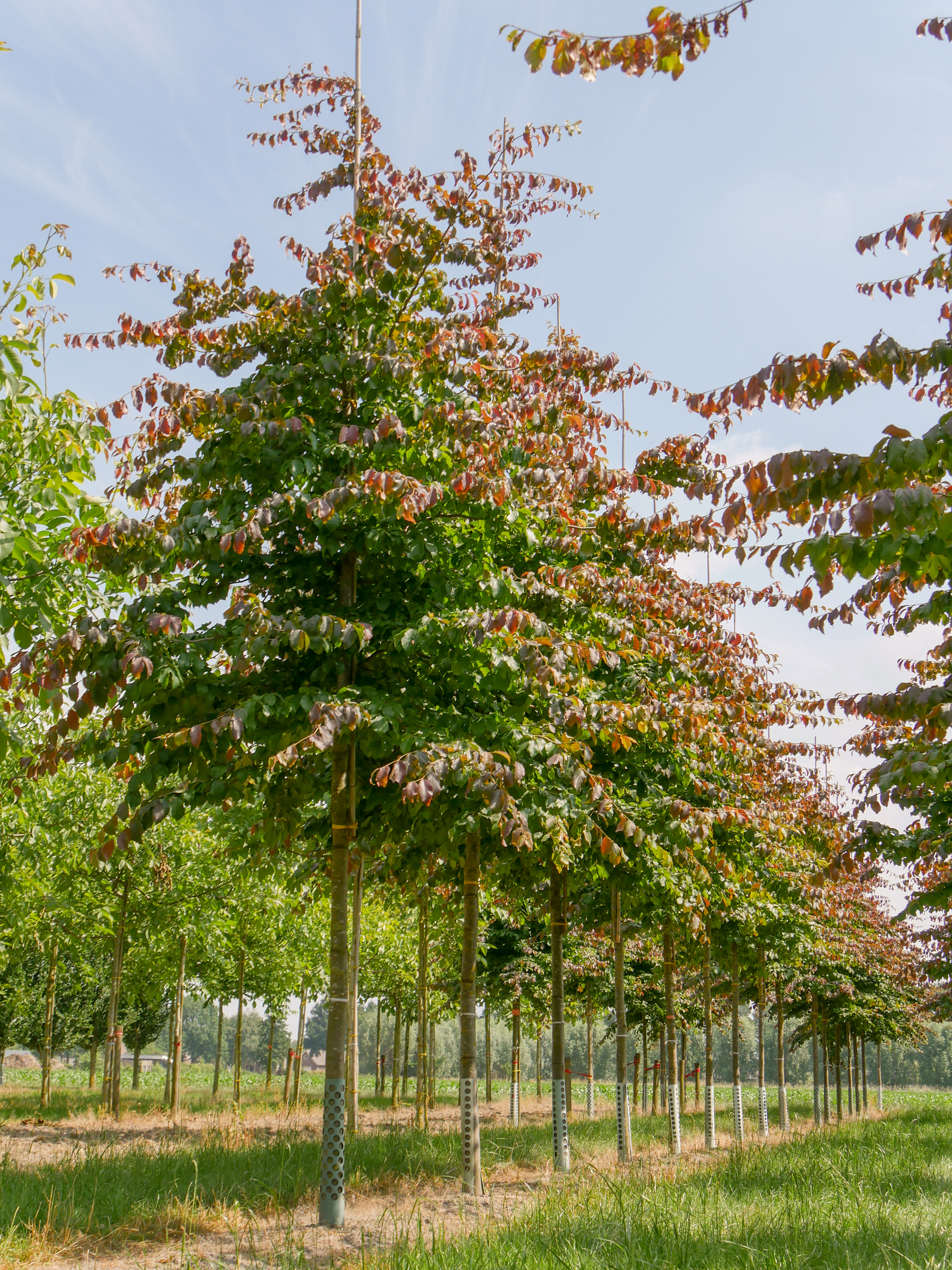 Parrotia persica | Persian ironwood - Van den Berk Nurseries