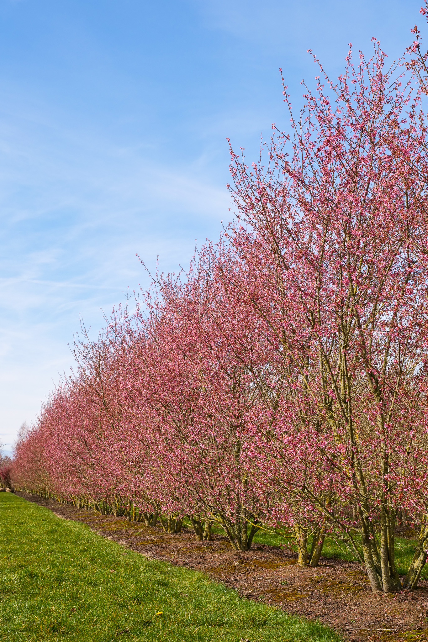 Prunus incisa 'Paean' | Prunus incisa 'Paean' - Van den Berk Nurseries