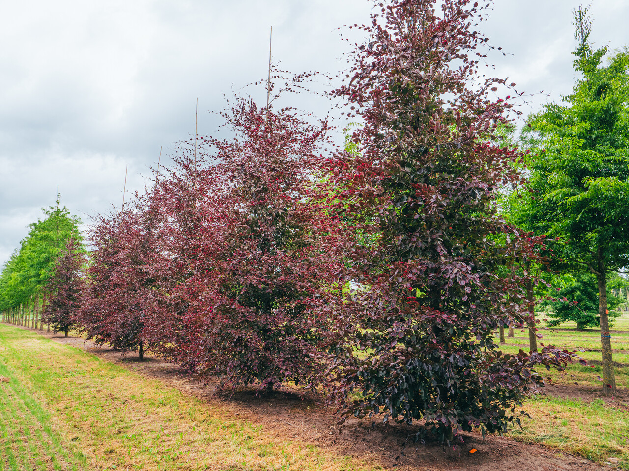 Fagus sylvatica 'Purpurea Tricolor' | Fagus sylvatica 'Purpurea Tricolor' -  Van den Berk Nurseries