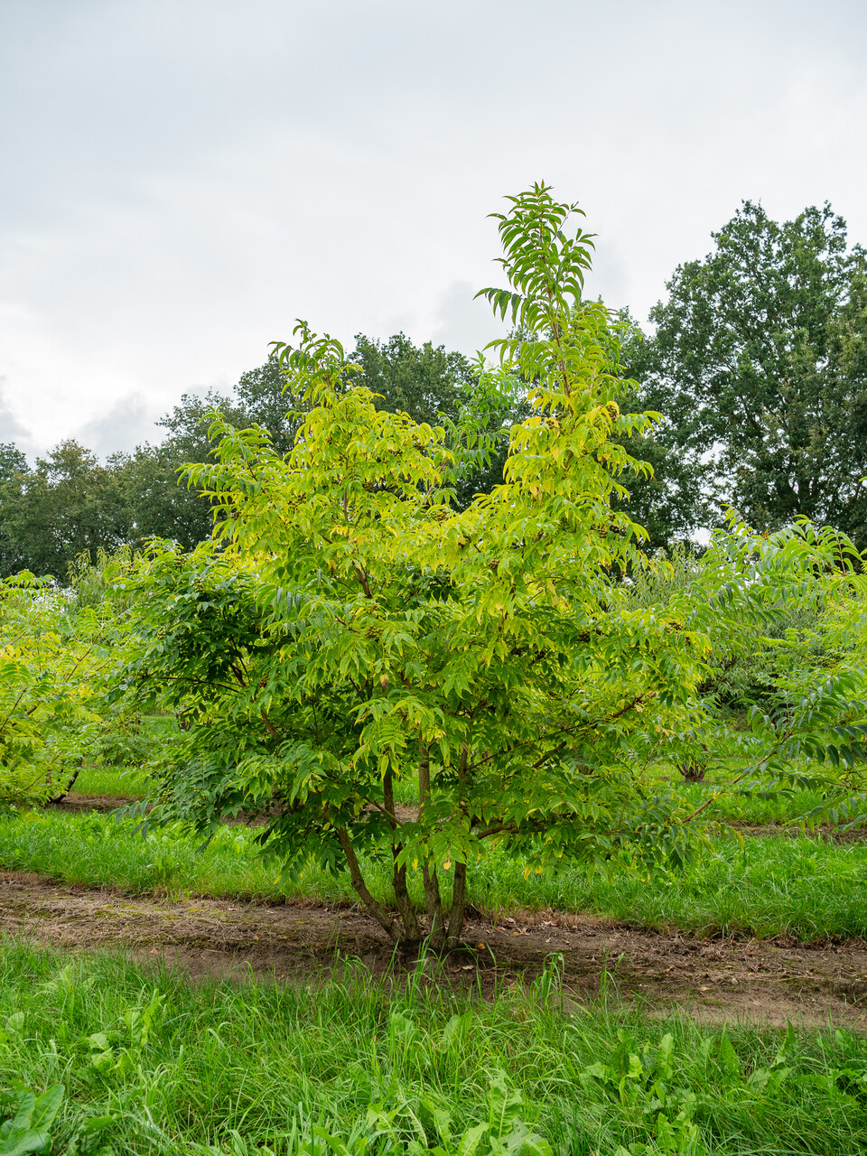 Phellodendron Phellodendron amurense | Amur cork tree - Van den Berk Nurseries