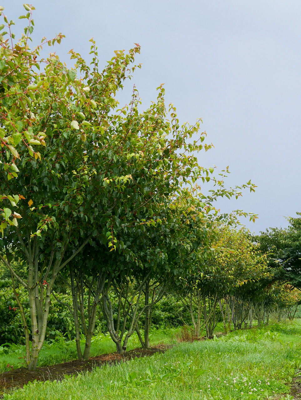 Acer davidii | Chinese maple, Snakebark maple - Van den Berk Nurseries