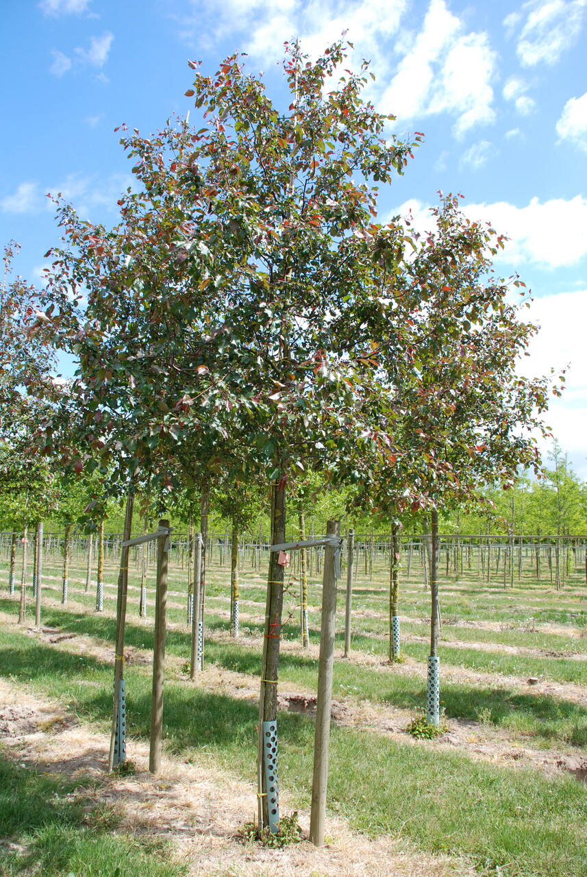 Malus 'Rudolph' | Flowering Crab - Van den Berk Nurseries