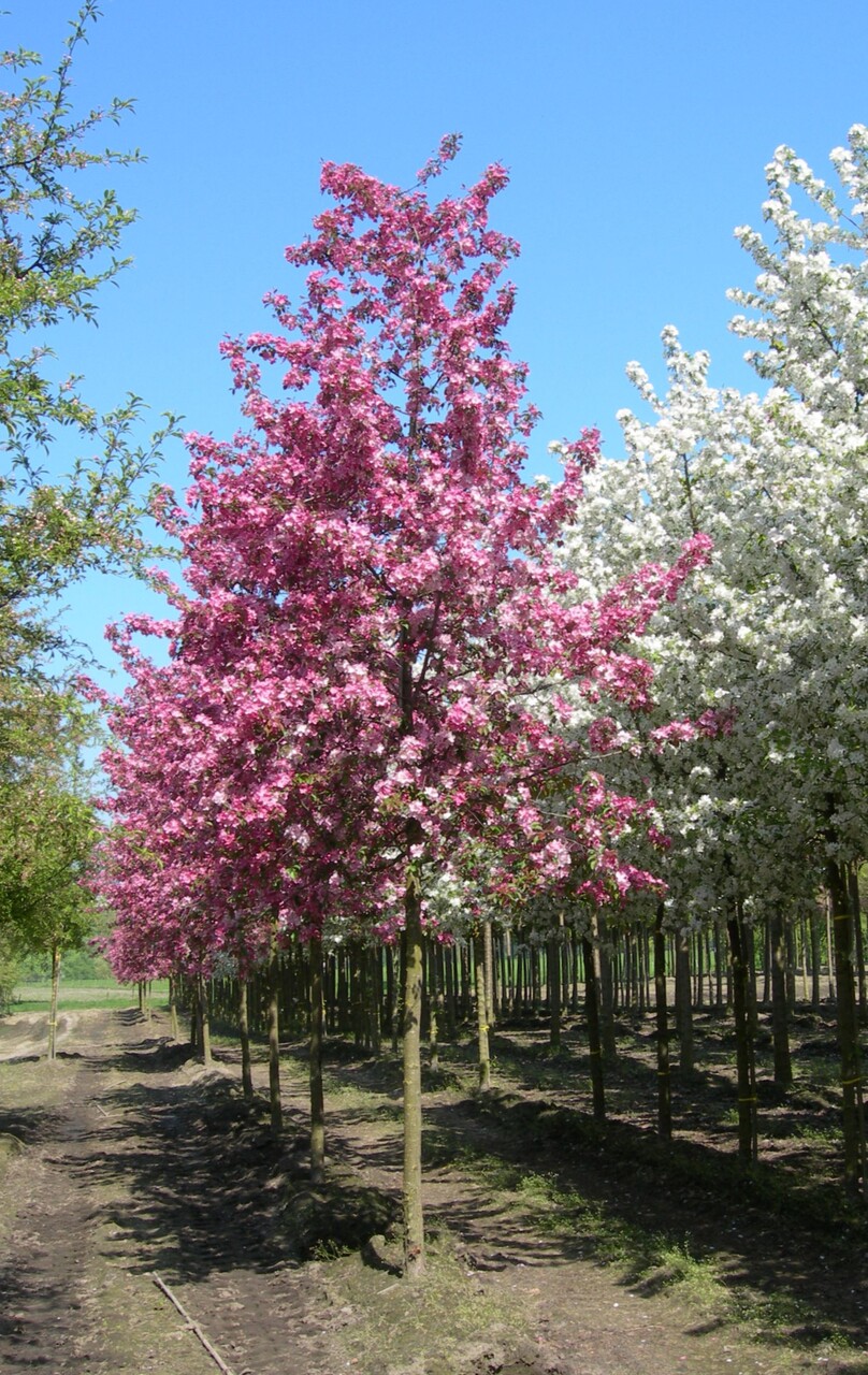 Malus 'Rudolph' | Flowering Crab - Van den Berk Nurseries