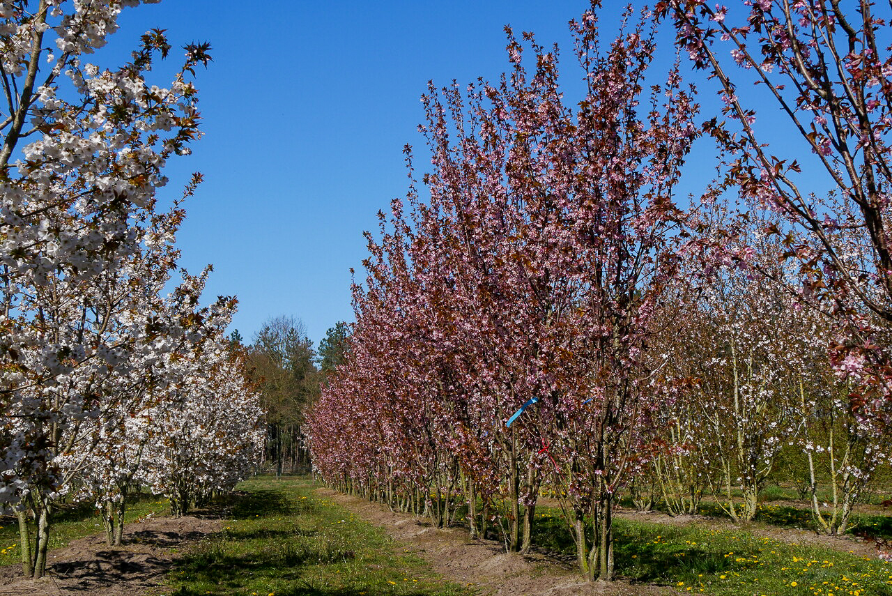 Prunus sargentii 'Rancho' | Prunus sargentii 'Rancho' - Van den Berk ...