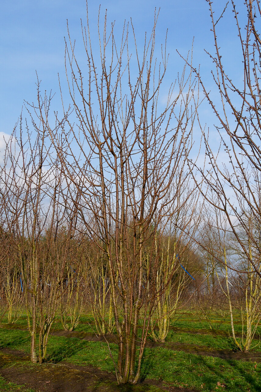 Prunus sargentii 'Rancho' | Prunus sargentii 'Rancho' - Van den Berk ...