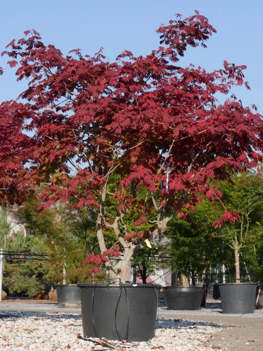 Acer japonicum 'Aconitifolium' Acer japonicum 'Aconitifolium' Van