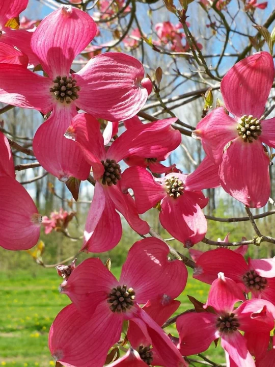 Cornus Florida Red Giant Cornus Florida Red Giant Van Den Berk Nurseries