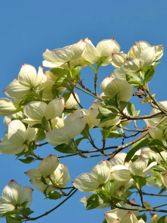 Cornus 'Eddie's White Wonder' Cornus 'Eddie's White Wonder' Van den