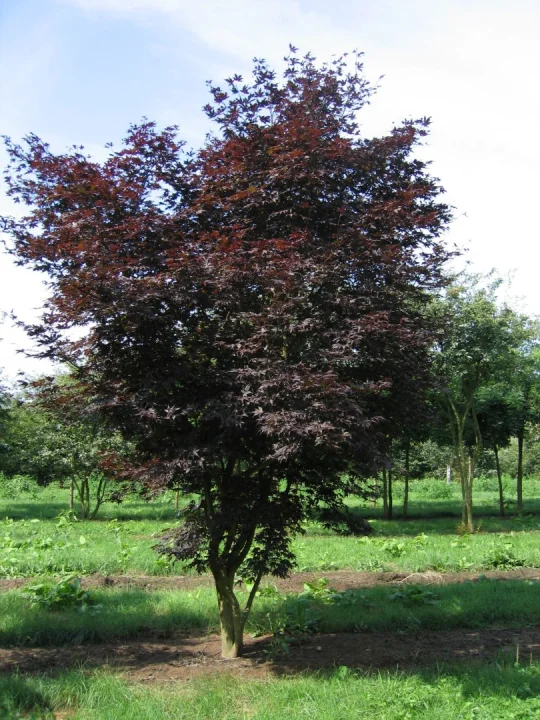 Acer palmatum 'Atropurpureum' Acer palmatum 'Atropurpureum' Van den