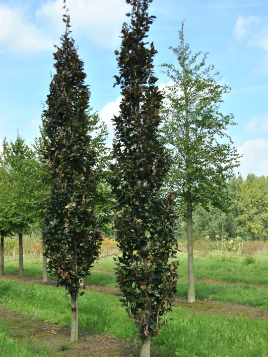 Fagus sylvatica 'Rohan Obelisk' Fagus sylvatica 'Rohan Obelisk' Van den Berk Nurseries Fagus sylvatica 'Rohan Obelisk' Fagus sylvatica 'Rohan Obelisk' Van den Berk Nurseries
