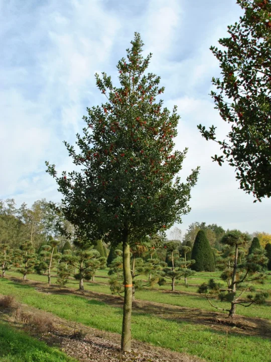 Ilex aquifolium Common holly, English holly Van den Berk Nurseries