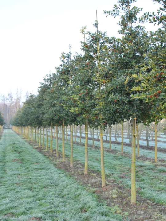 ilex-aquifolium-j-c-van-tol-ilex-aquifolium-j-c-van-tol-van