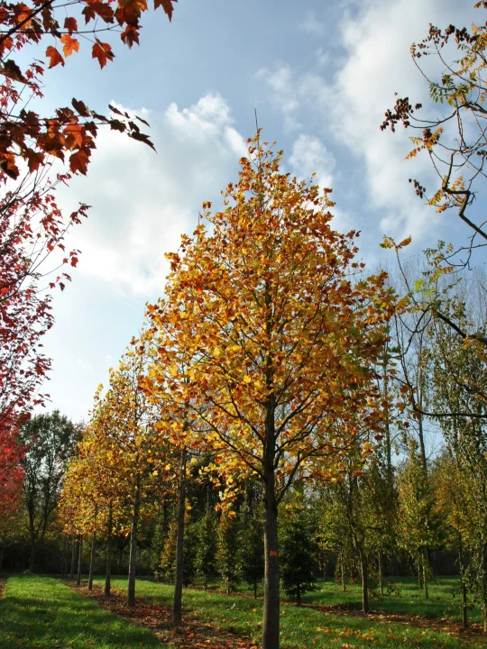 Liriodendron tulipifera Tulip tree, Tulip poplar, Yellow poplar Van