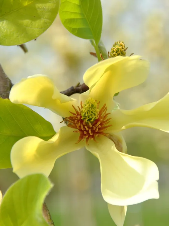 Magnolia 'Butterflies' Magnolia 'Butterflies' Van den Berk Nurseries
