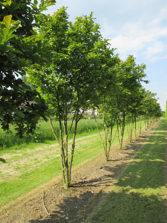 Magnolia stellata 'Royal Star' | Magnolia stellata 'Royal Star' - Van