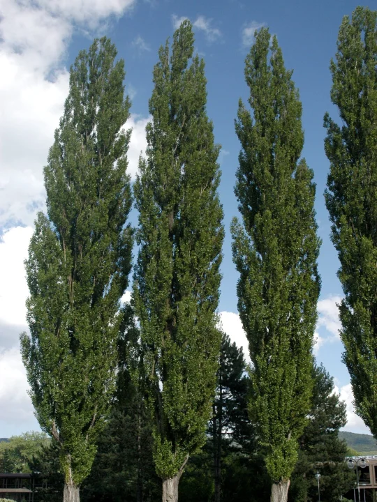 Populus nigra 'Italica' Lombardy poplar Van den Berk Nurseries