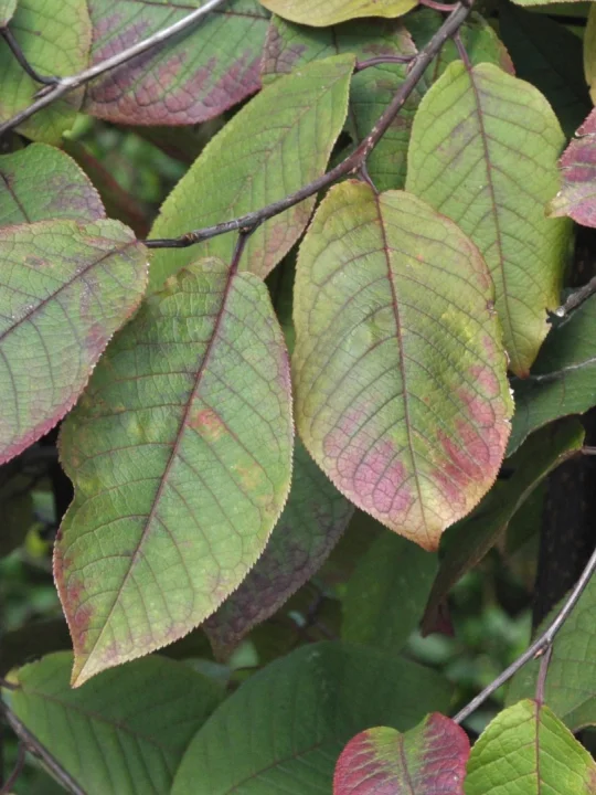 prunus-padus-colorata-prunus-padus-colorata-van-den-berk-nurseries